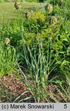 Allium obliquum (czosnek ukośny)