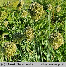 Allium obliquum (czosnek ukośny)