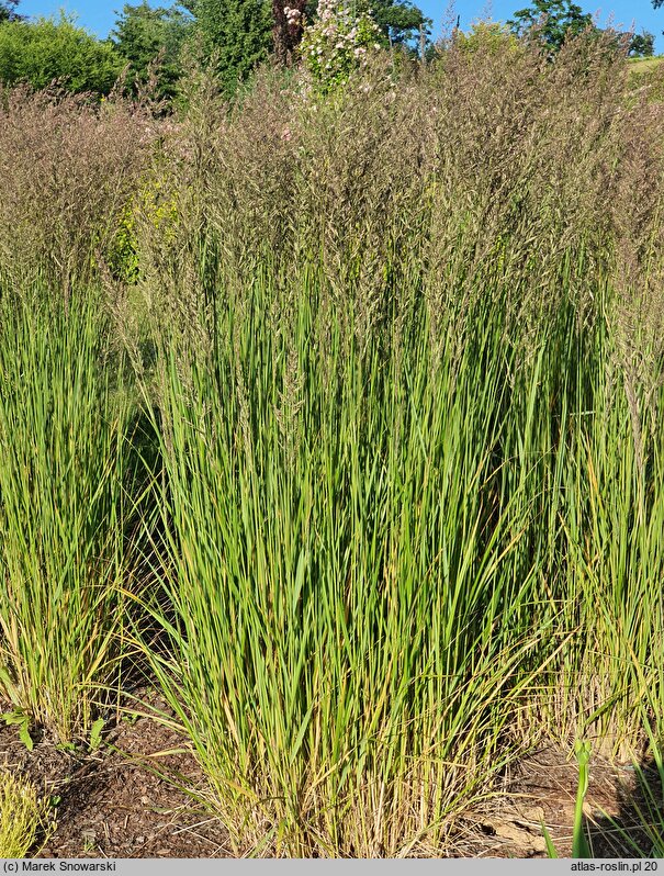 Calamagrostis ×acutiflora Karl Foerster