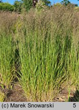 Calamagrostis ×acutiflora Karl Foerster