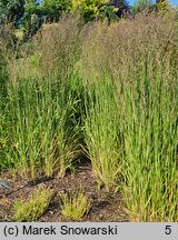 Calamagrostis ×acutiflora Karl Foerster