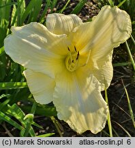 Hemerocallis ×hybrida Iron Gate Glacier