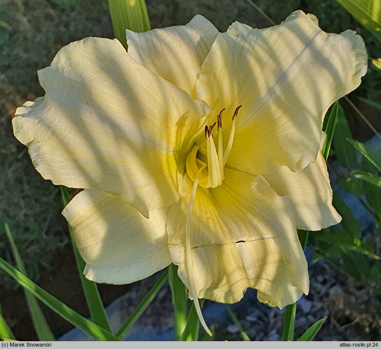 Hemerocallis ×hybrida Iron Gate Glacier