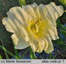 Hemerocallis ×hybrida Iron Gate Glacier