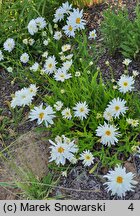 Leucanthemum maximum (jastrun wielki)