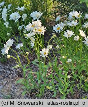 Leucanthemum maximum (jastrun wielki)