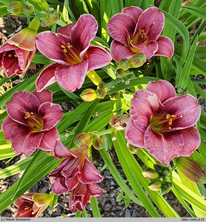 Hemerocallis ×hybrida Little Red Baron