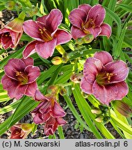 Hemerocallis ×hybrida Little Red Baron