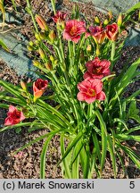 Hemerocallis ×hybrida Little Red Baron