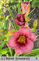 Hemerocallis ×hybrida Little Red Baron