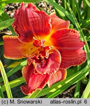 Hemerocallis ×hybrida Paprika Flame