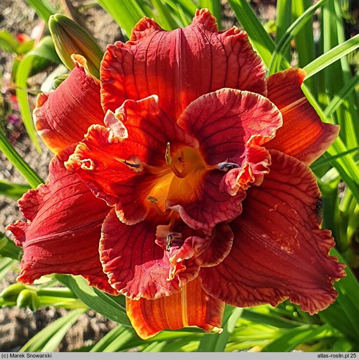 Hemerocallis ×hybrida Paprika Flame
