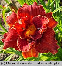 Hemerocallis ×hybrida Paprika Flame