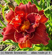 Hemerocallis Paprika Flame