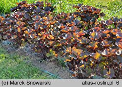 Ligularia Britt Marie Crawford