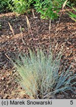 Festuca glauca Blauglut