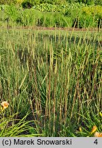 Phleum phleoides (tymotka Boehmera)