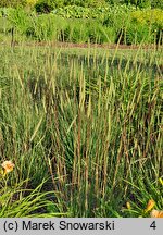 Phleum phleoides (tymotka Boehmera)