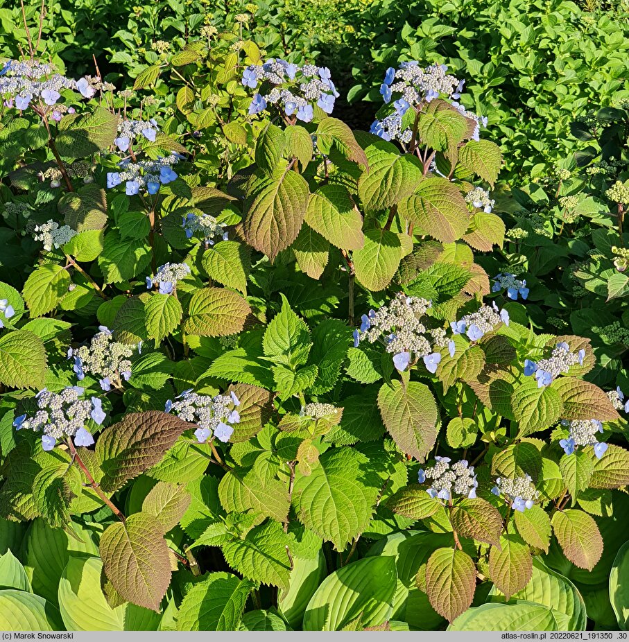 Hydrangea serrata var. yesoensis (hortensja jezoeńska)