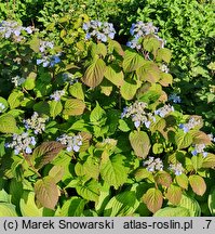Hydrangea serrata var. yesoensis (hortensja jezoeńska)