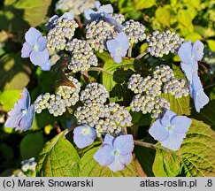 Hydrangea serrata var. yesoensis (hortensja jezoeńska)