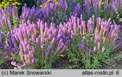 Salvia nemorosa Sensation Medium Deep Blue