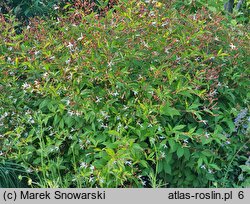 Gillenia trifoliata (gillenia trójlistna)