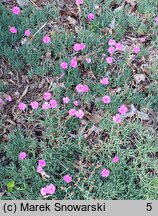 Dianthus Dinetta Pink