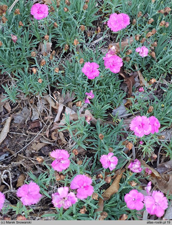 Dianthus Dinetta Pink