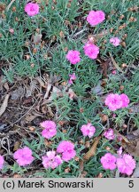 Dianthus Dinetta Pink