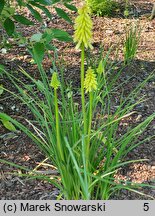 Kniphofia Buttercup