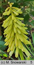 Kniphofia Buttercup