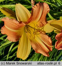 Hemerocallis EDL-Punch Yellow