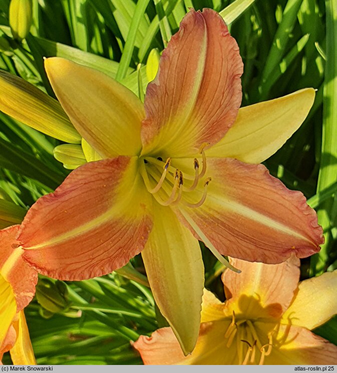 Hemerocallis EDL-Punch Yellow