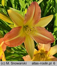 Hemerocallis ×hybrida EveryDayLily Punch Yellow