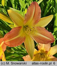 Hemerocallis EDL-Punch Yellow