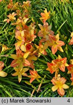 Hemerocallis ×hybrida EveryDayLily Punch Yellow