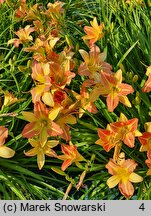 Hemerocallis EDL-Punch Yellow