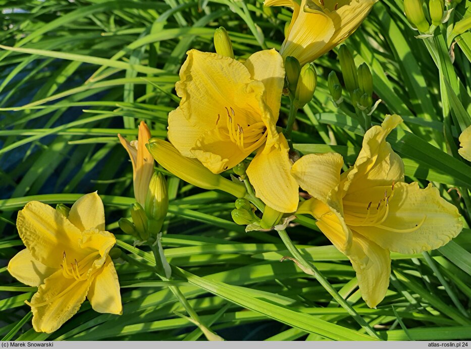Hemerocallis ×hybrida (liliowiec ogrodowy)