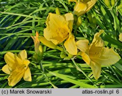 Hemerocallis ×hybrida (liliowiec ogrodowy)