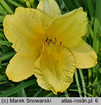 Hemerocallis ×hybrida (liliowiec ogrodowy)