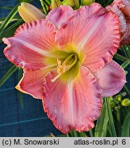 Hemerocallis ×hybrida Miltitzer Pink