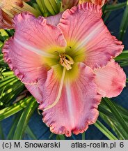 Hemerocallis ×hybrida Miltitzer Pink