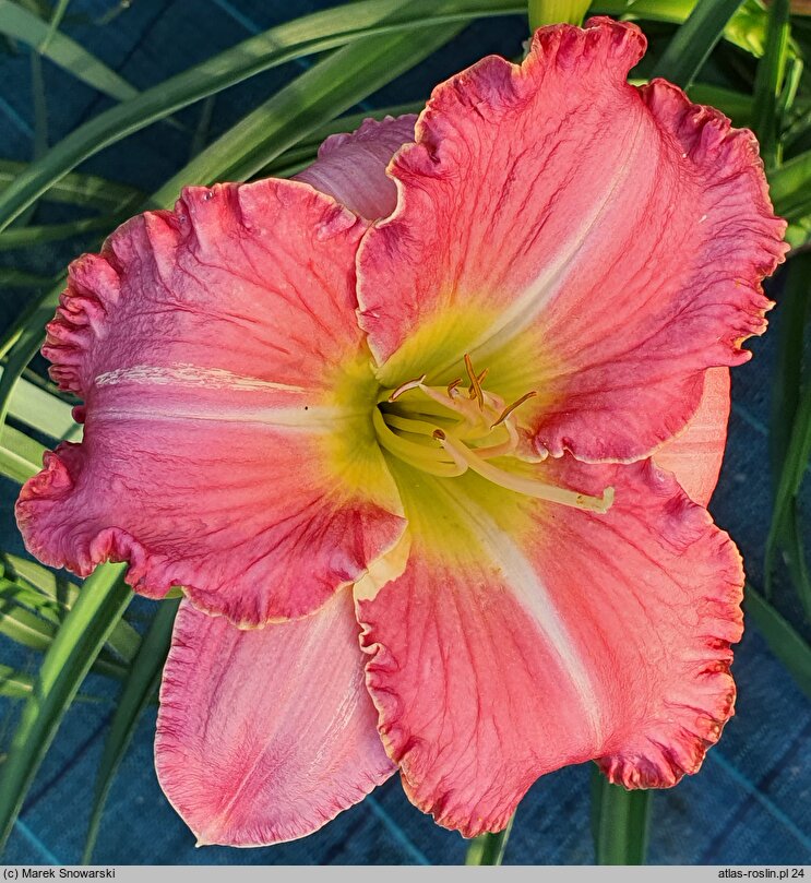 Hemerocallis ×hybrida Miltitzer Pink