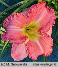 Hemerocallis ×hybrida Miltitzer Pink