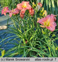 Hemerocallis ×hybrida Miltitzer Pink