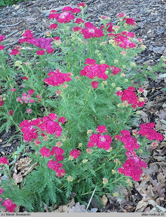 Achillea millefolium (hort.) (krwawnik pospolity (ogr.))
