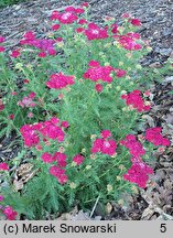 Achillea millefolium s.str. Red Velvet