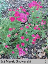 Achillea millefolium (hort.) (krwawnik pospolity (ogr.))