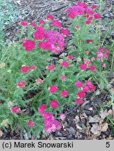 Achillea millefolium s.str. Red Velvet